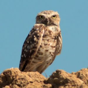 BURROWING OWL