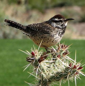 CACTUS WREN