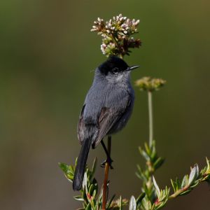 https://www.uppersarhcp.com/img/species/species_coastal_california_gnatcatcher_c_devin_taylor.jpg