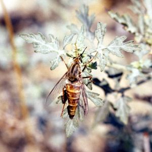 DELHI SANDS FLOWERING-LOVING FLY