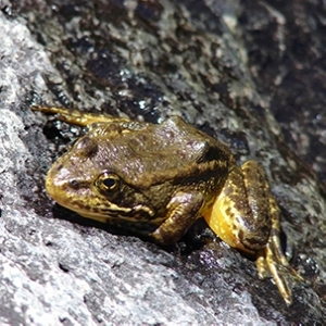 MOUNTAIN YELLOW-LEGGED FROG