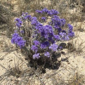 SANTA ANA RIVER WOOLLY-STAR