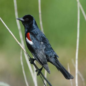 TRICOLORED BLACKBIRD