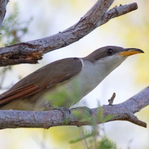 Yellow-billed Cuckoo